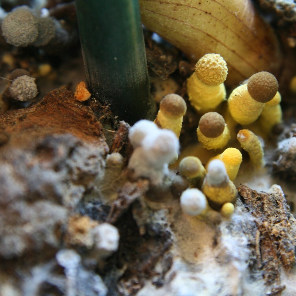 Photo of decay