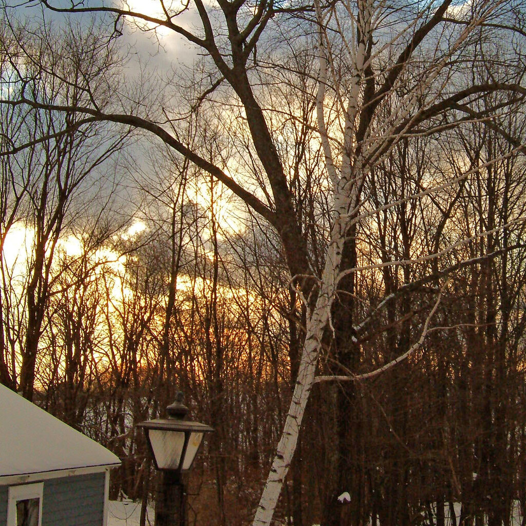 Photo of a deciduous tree