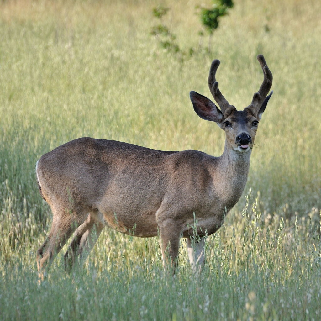 Photo of a deer.
