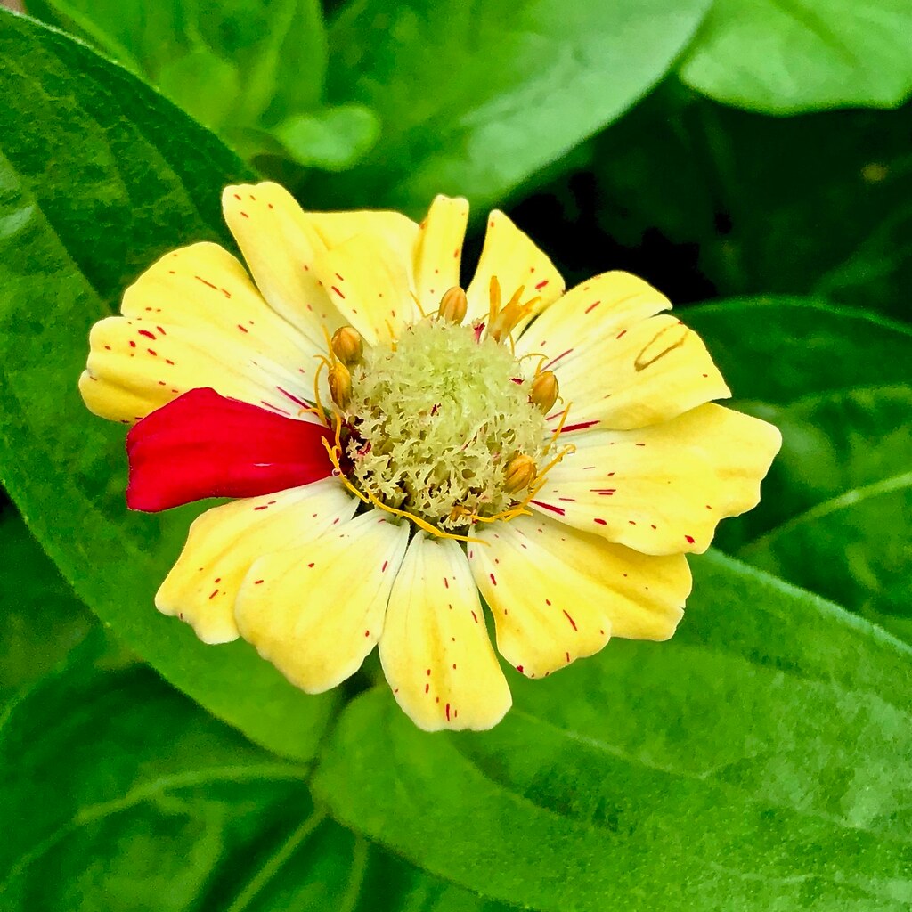 Photo of a flower with an odd petal