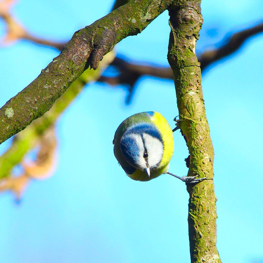 Bird defying gravity.
