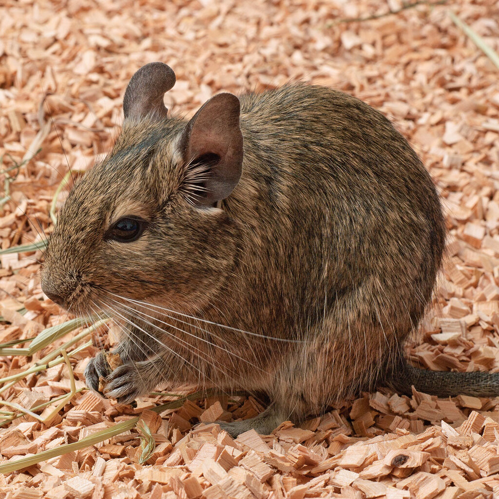 Photo of a degu