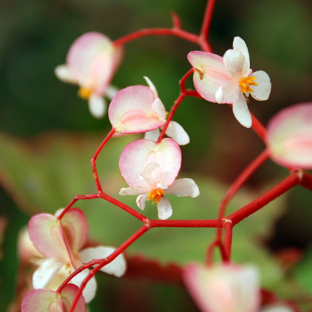 Photo of delicate flowers