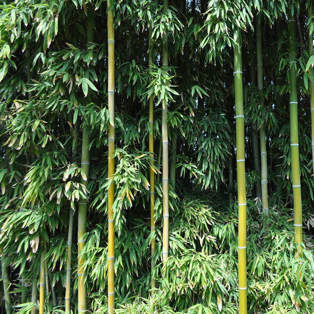 Photo of dense bamboo