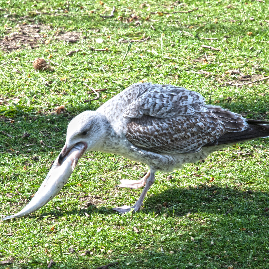 A seagull devouring a fish