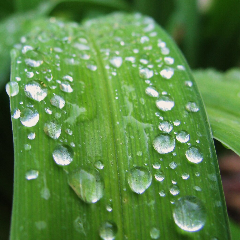 Photo of dew on a leaf