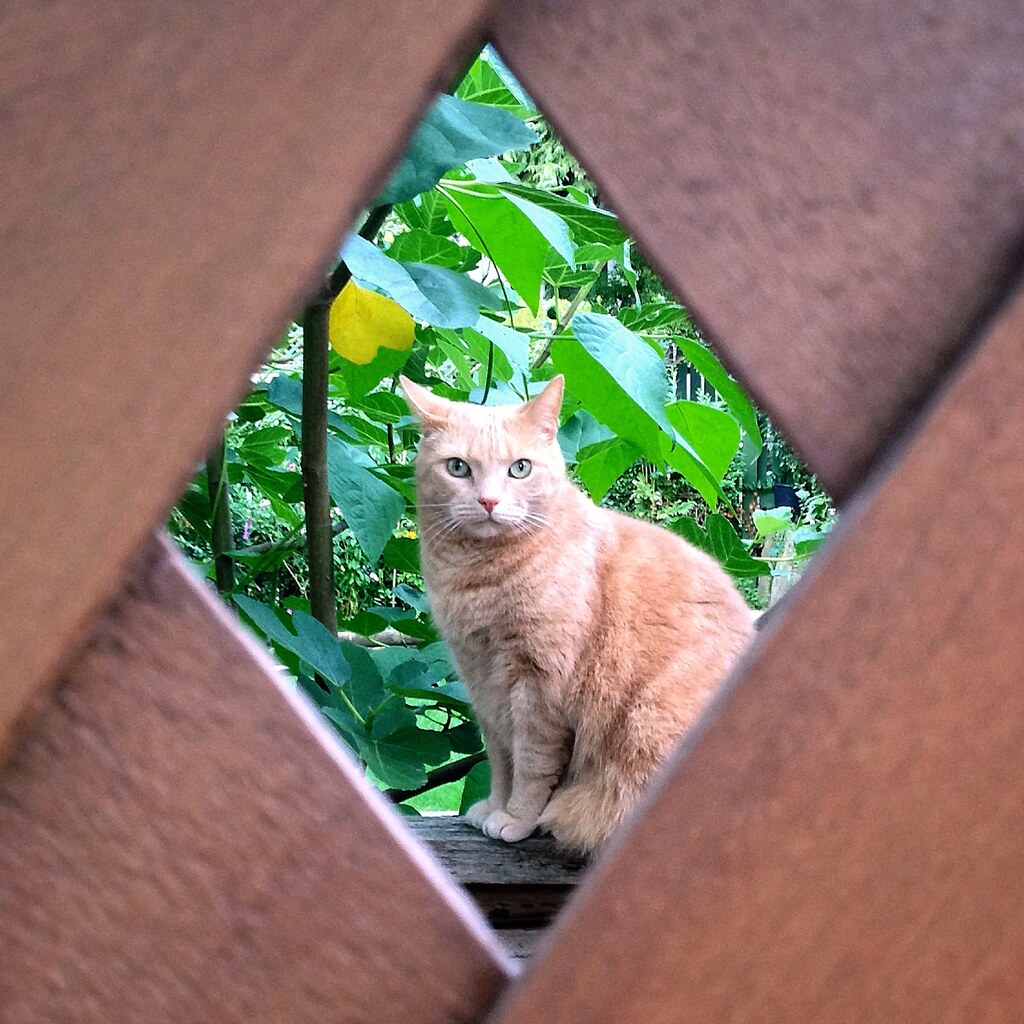 Photo of a diamond shaped window
