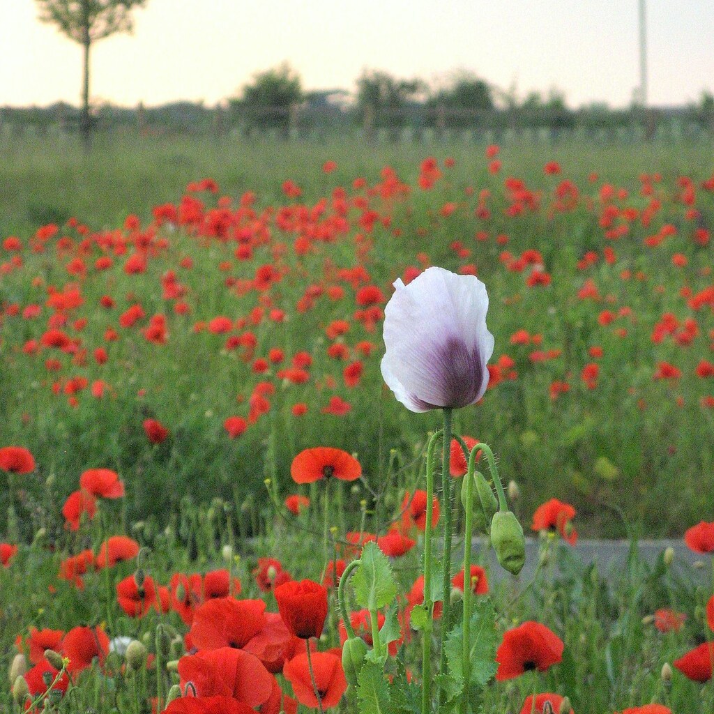 Photo of a very different flower in a field of similar ones