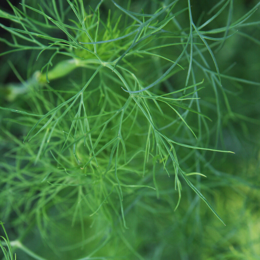 Photo of dill
