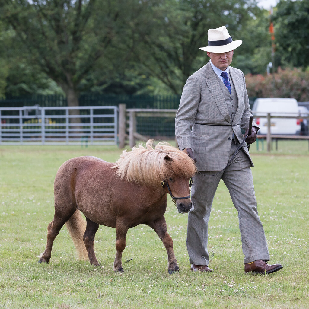 Photo of a miniature pony