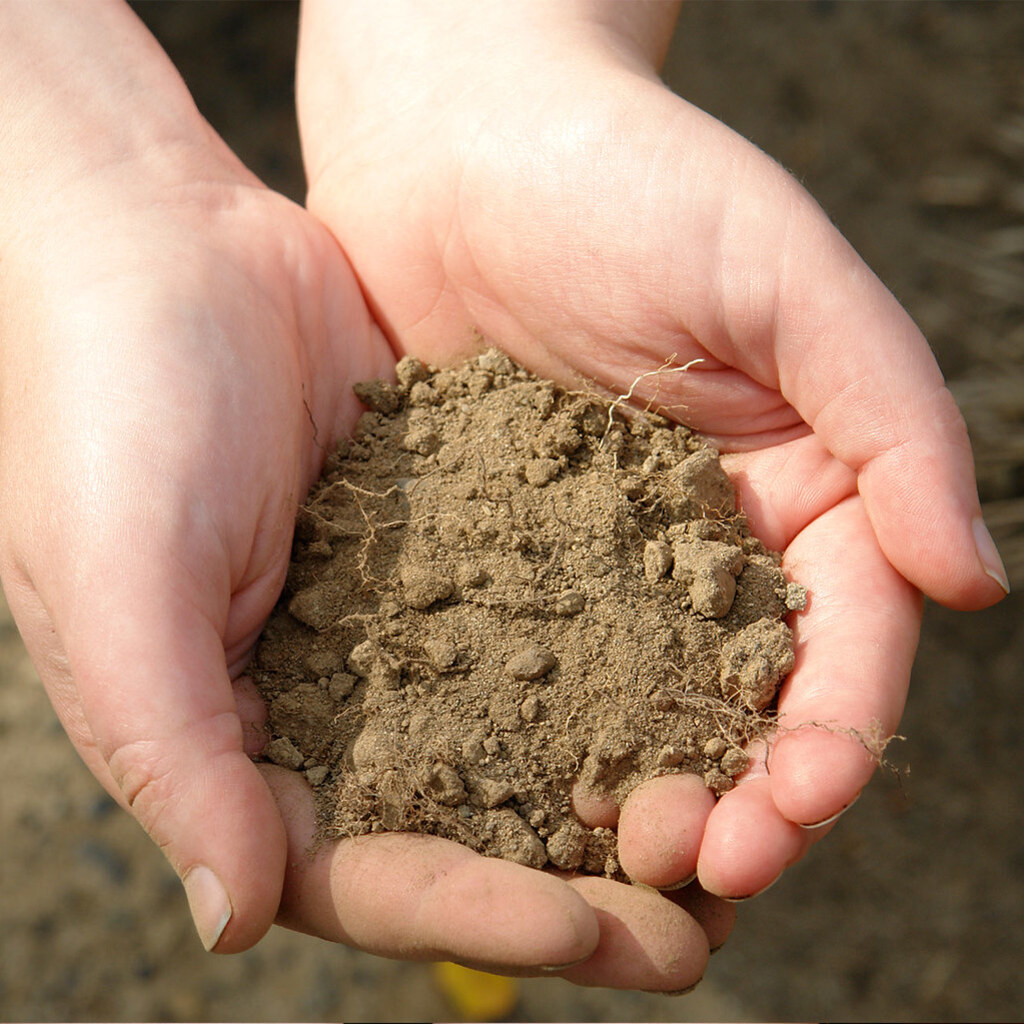 Photo of hands holding dirt.