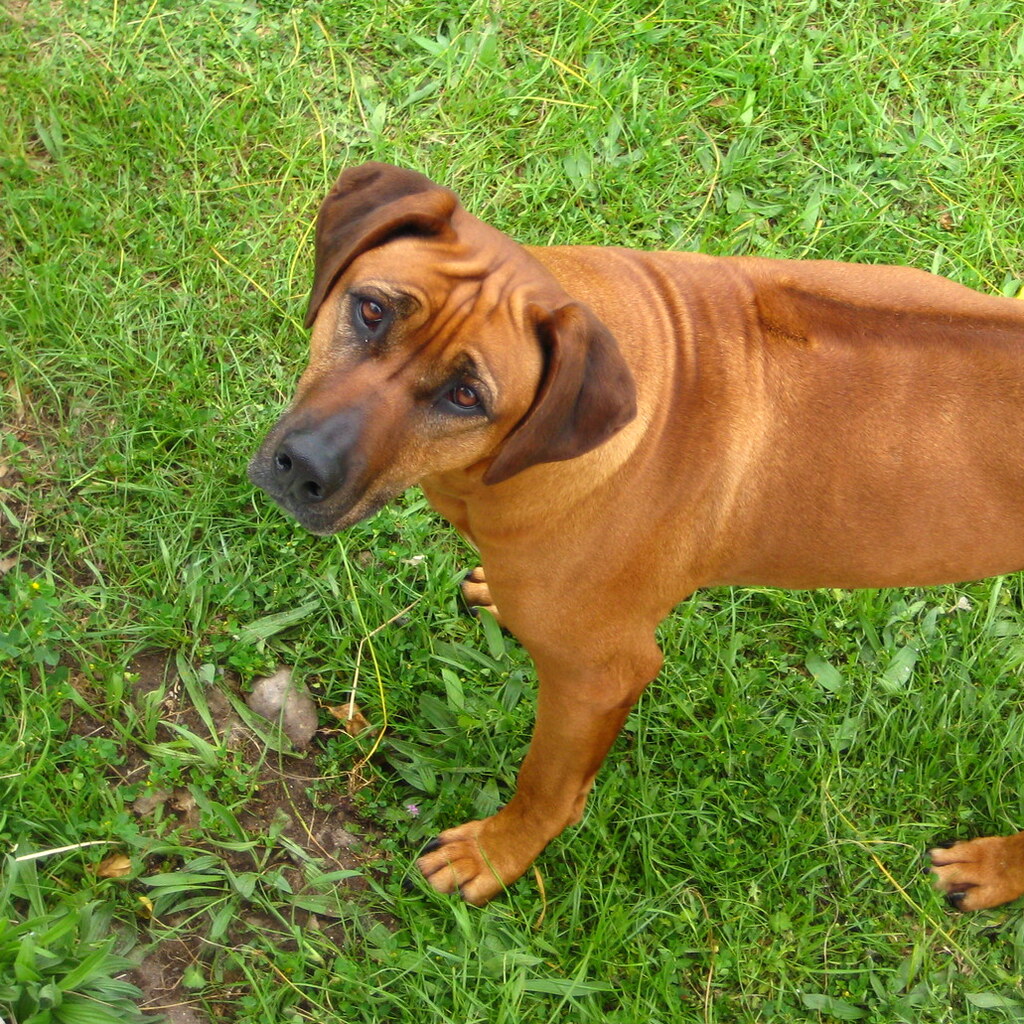 Photo of a disappointed dog