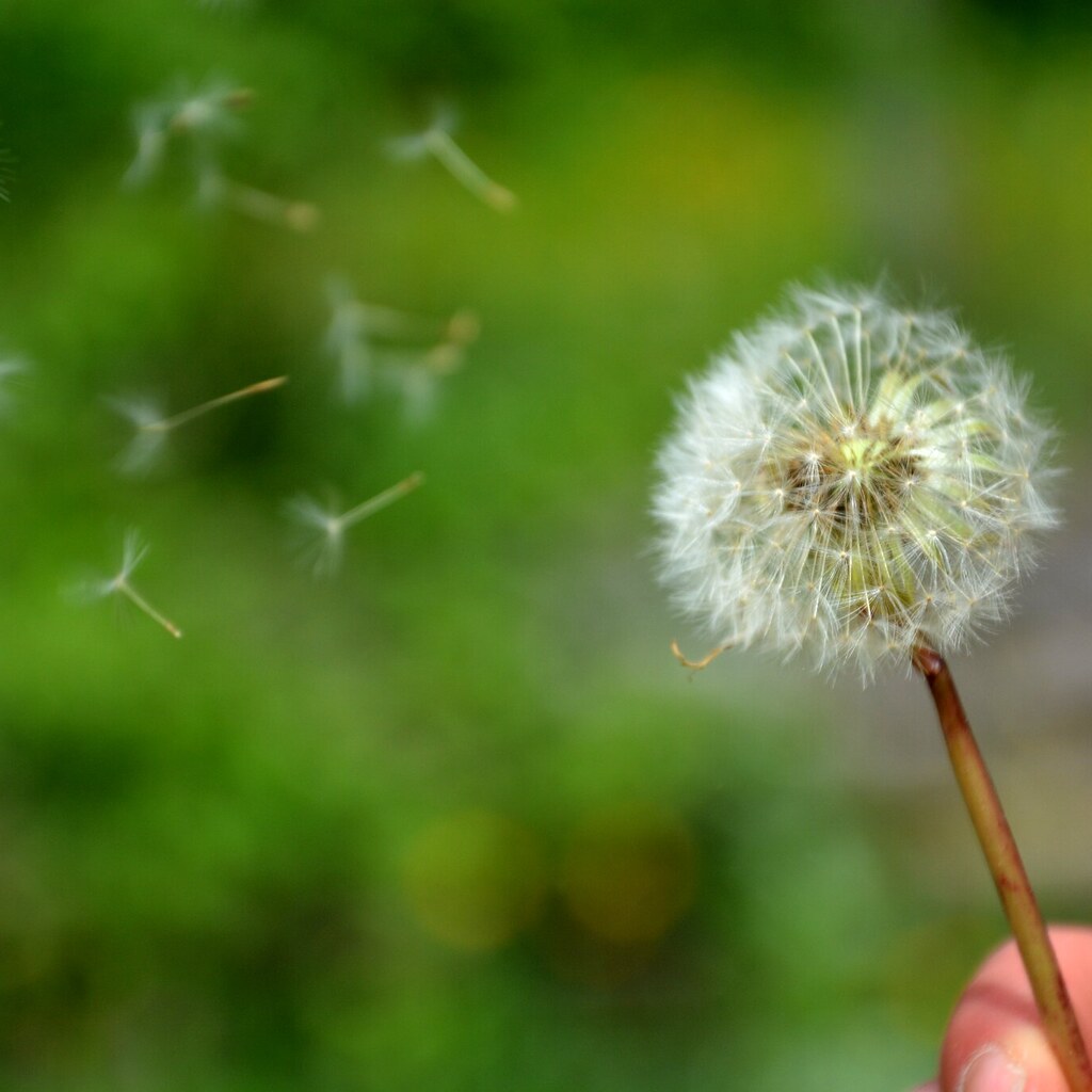 Photo of dispersing seeds