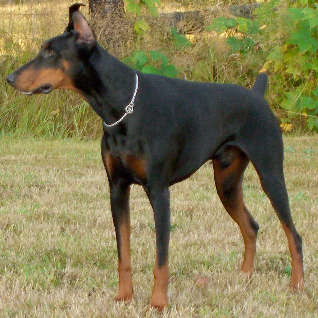 Photo of a doberman dog