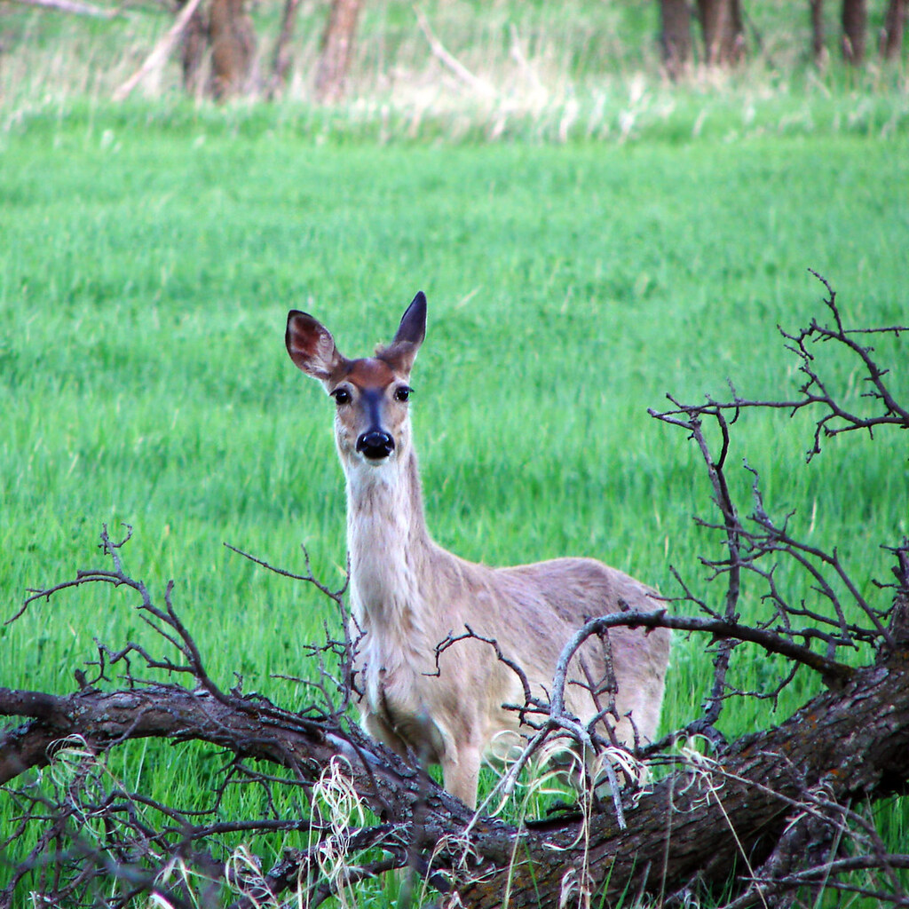 Photo of a doe