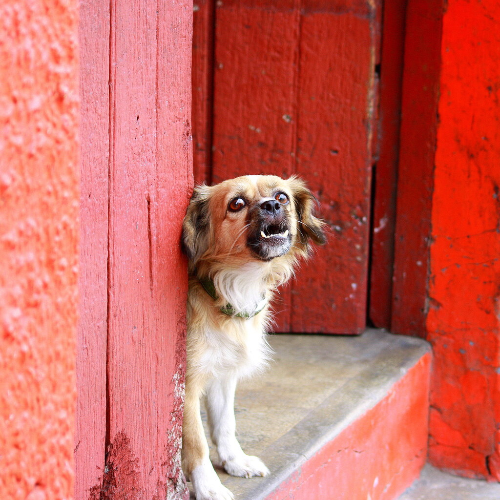 Photo of a dog barking.