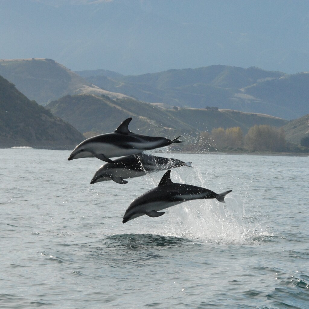 Photo of a dolphin.
