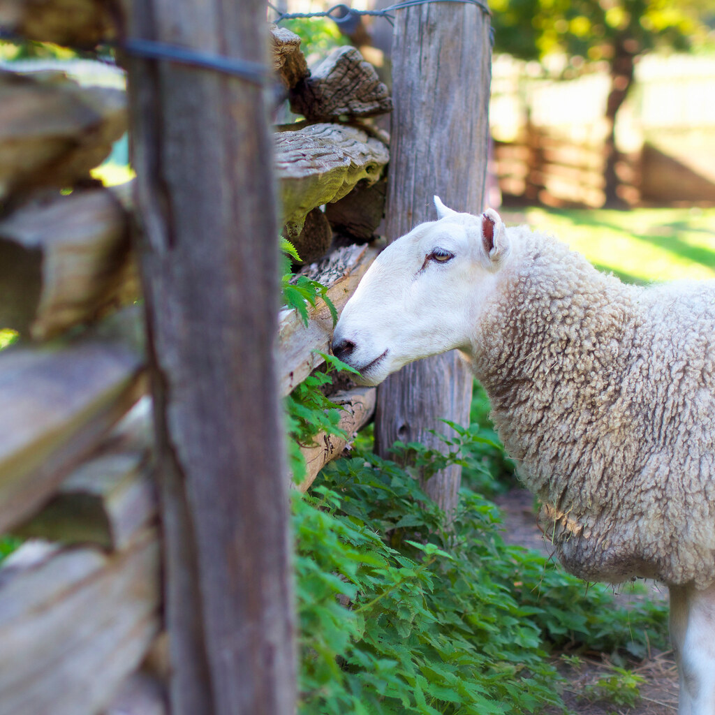 Photo of a domesticated sheep