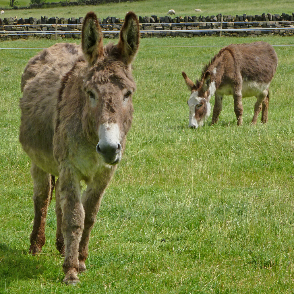 Photo of donkeys