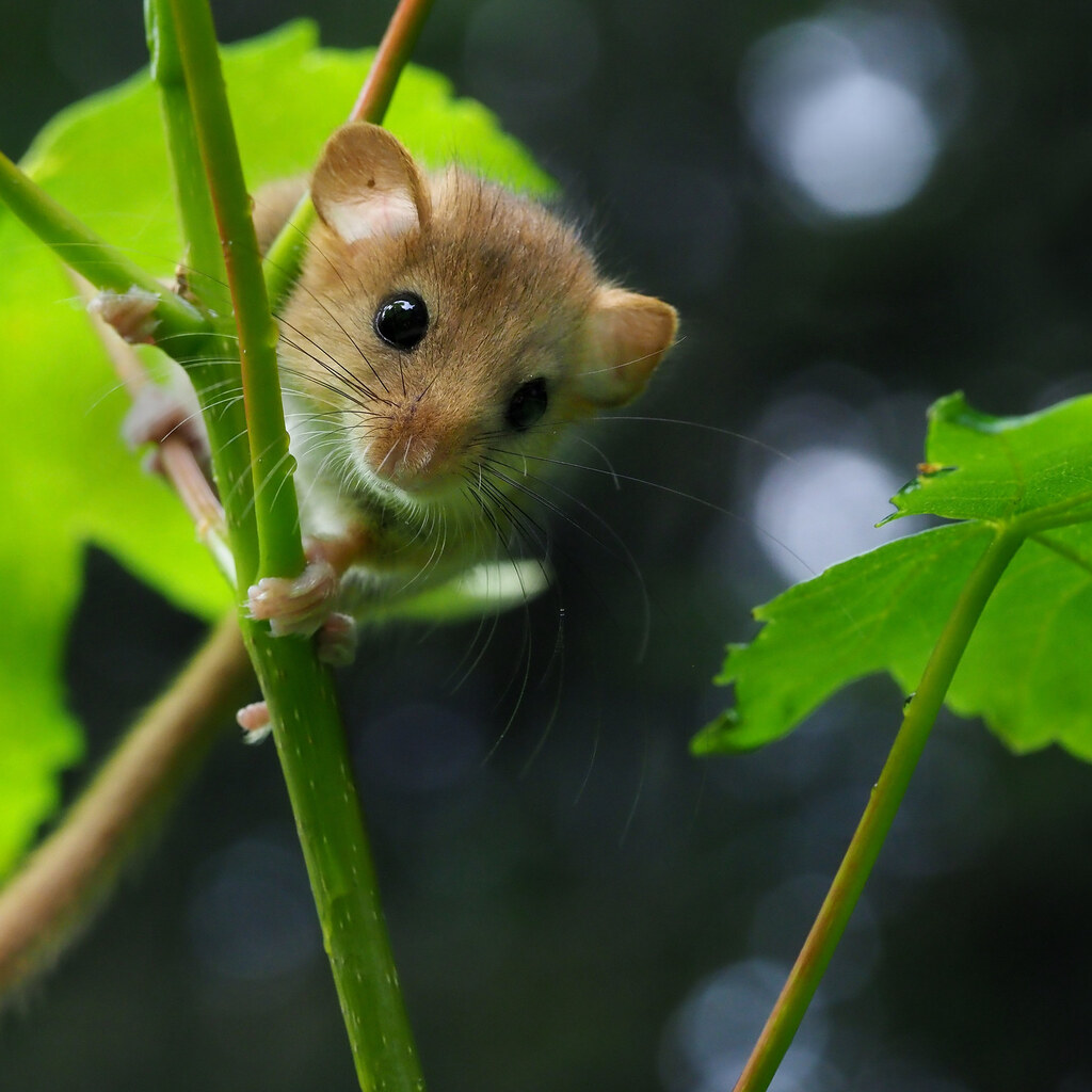 Photo of a dormouse