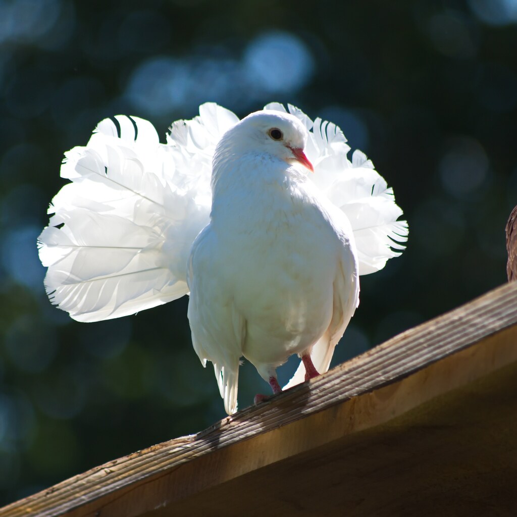 Photo of white doves