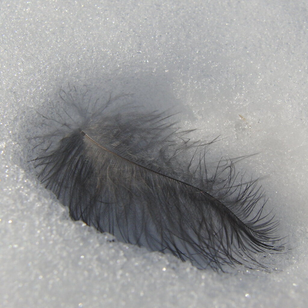 Photo of a fluffy feather