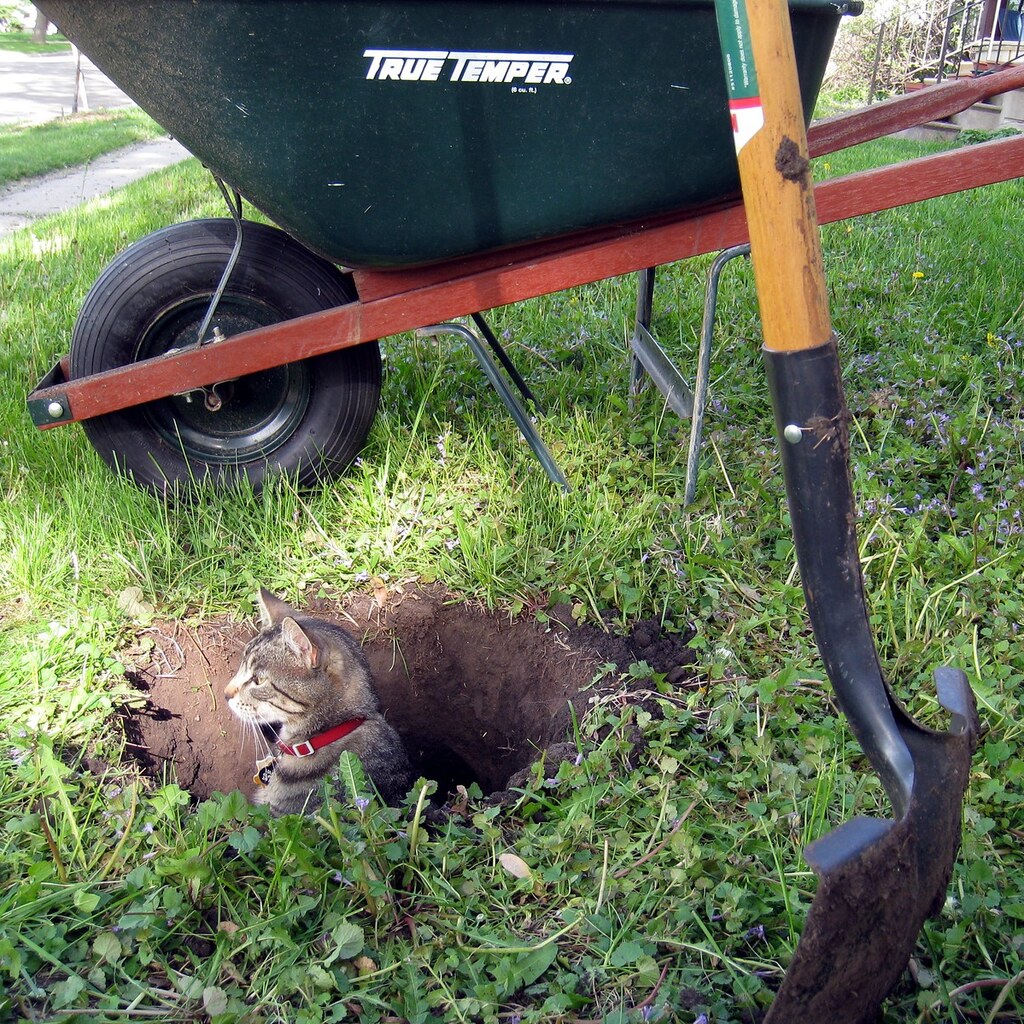 Photo of a cat down a hole