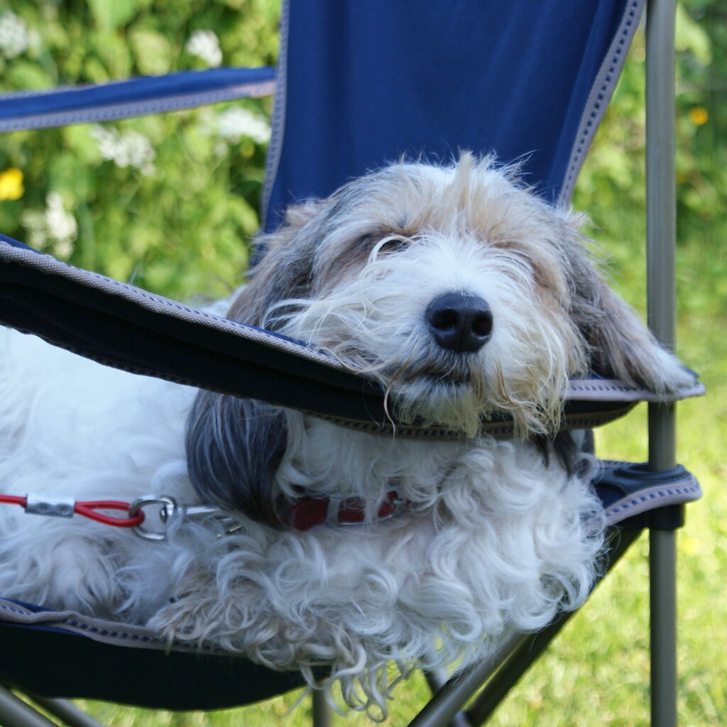 Photo of a dog dozing