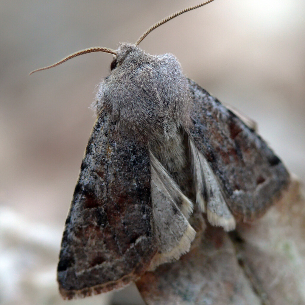 Photo of a drab moth