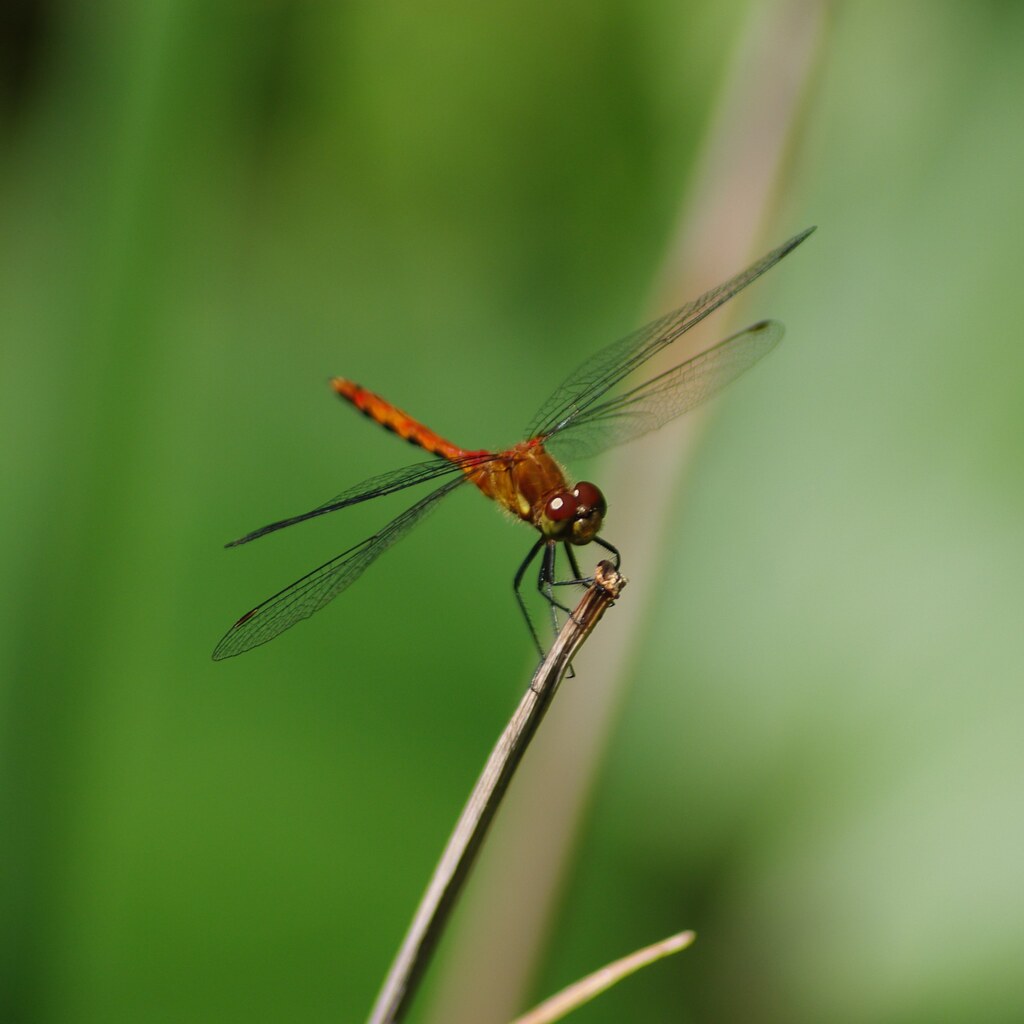 Photo of a dragonfly