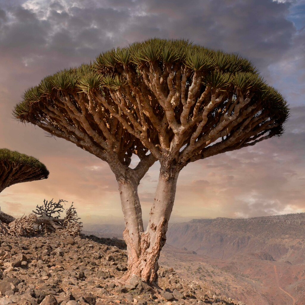 Photo of Dragon's blood trees