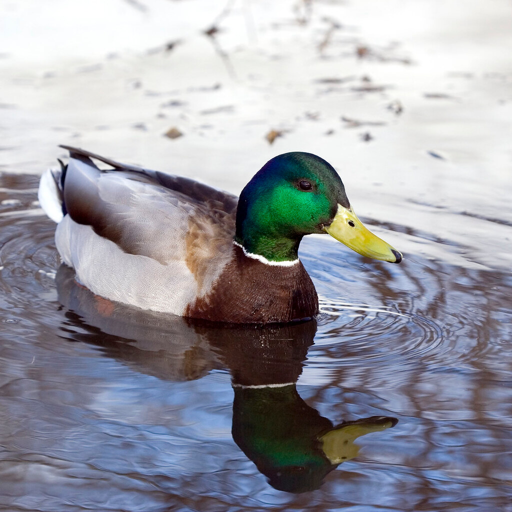 Photo of a drake.