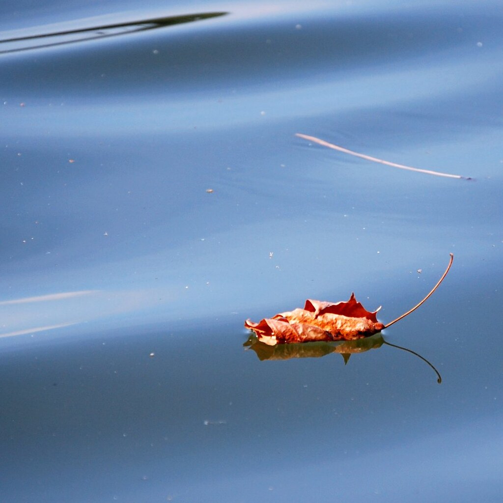 Photo of a drifting leaf