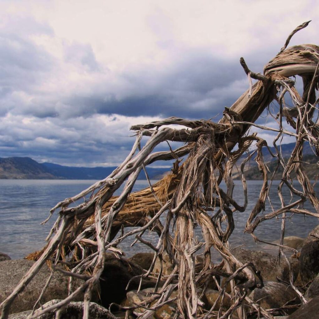 Photo of some driftwood