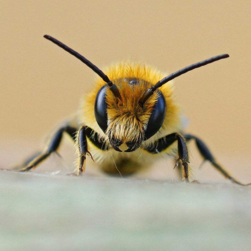 Photo of a bee