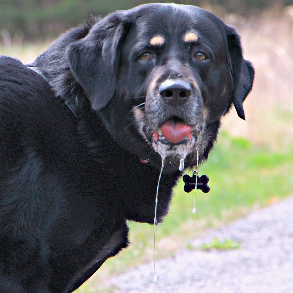 Photo of a drooling dog