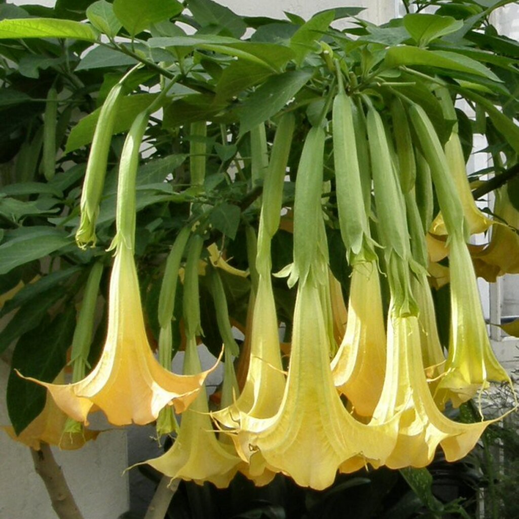Photo of drooping flowers