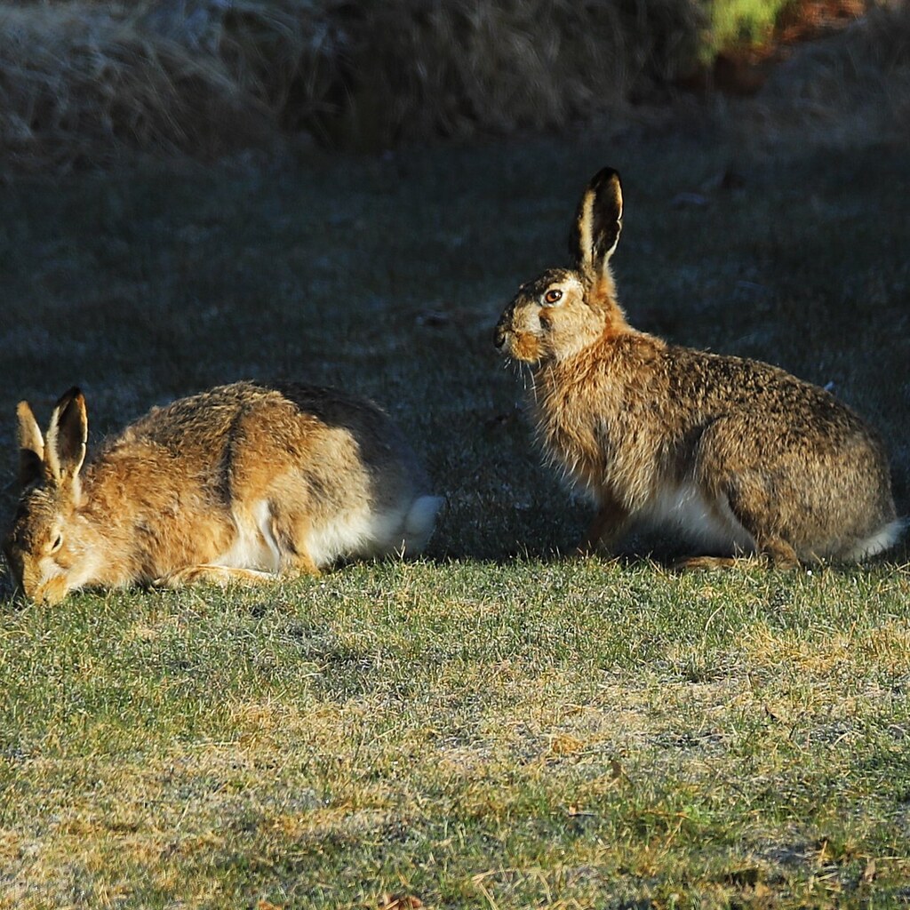 Photo of some hares