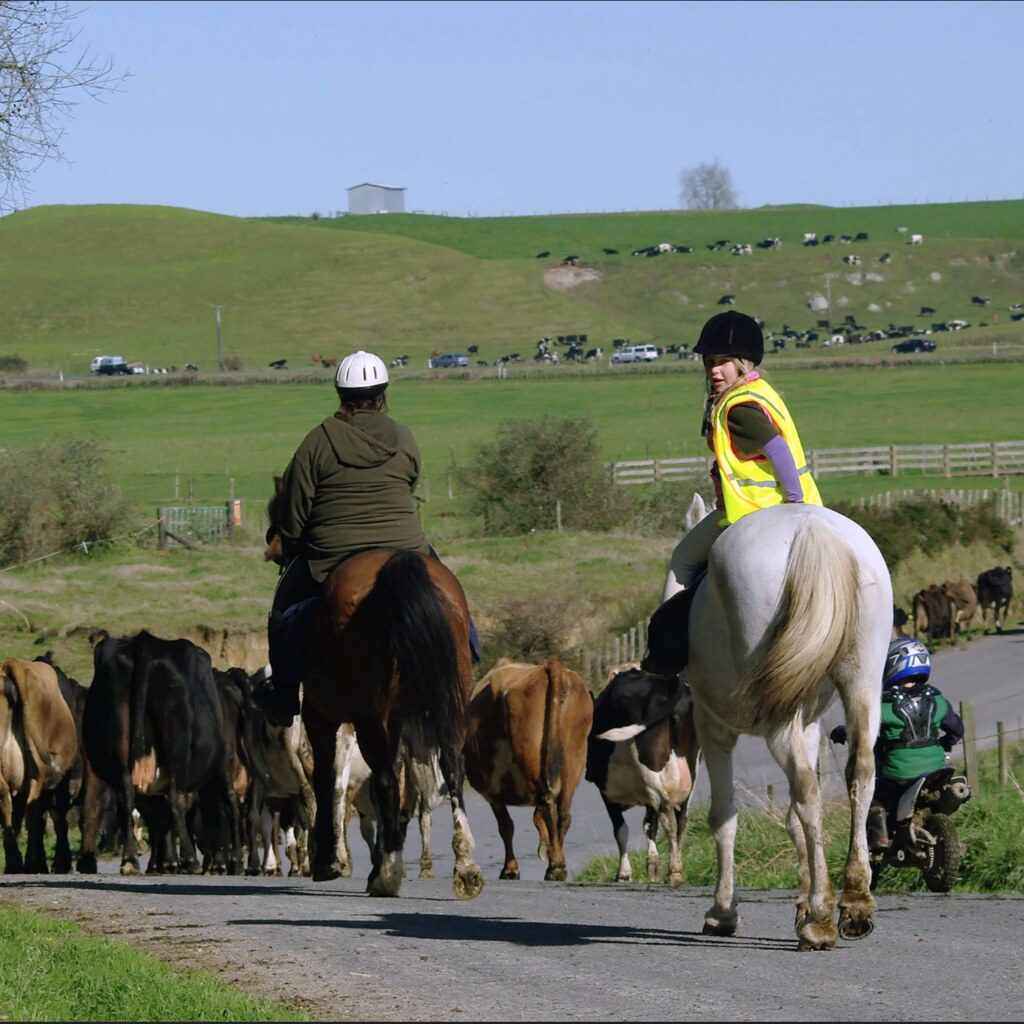 Photo of drovers and cows