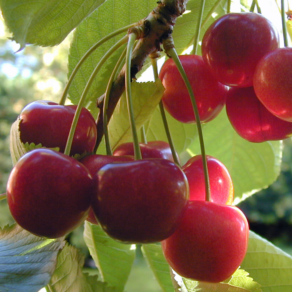 Photo of cherries