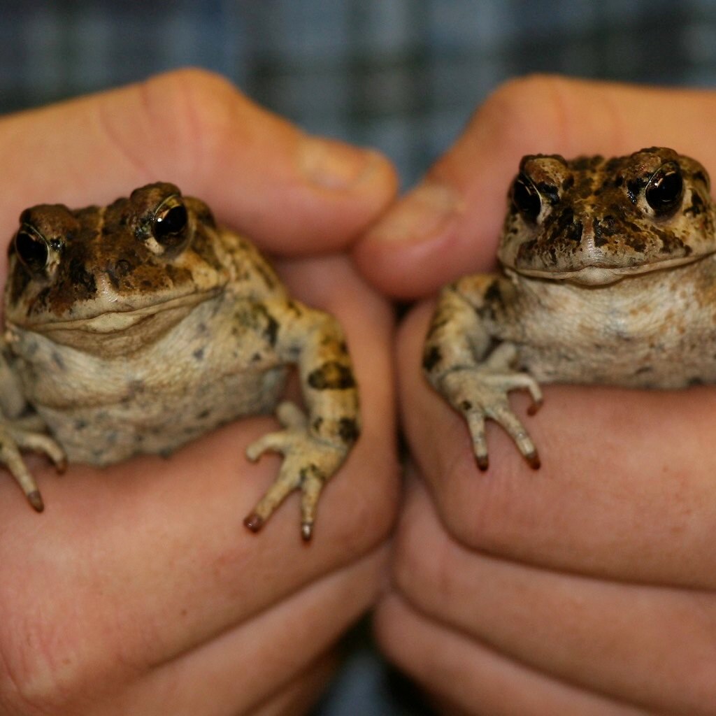 Photo of dual toads