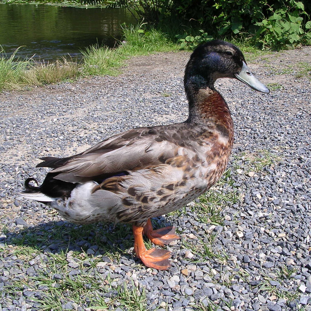 Photo of a duck.