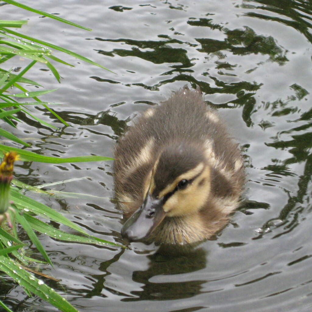 Photo of a duckling.