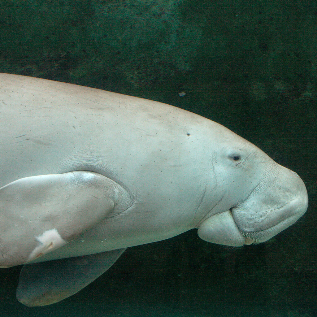 Photo of a dugong