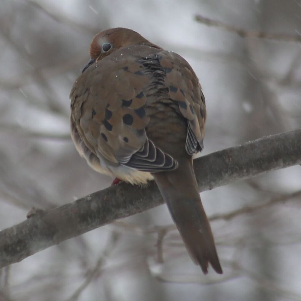 Photo of a dull brown bird