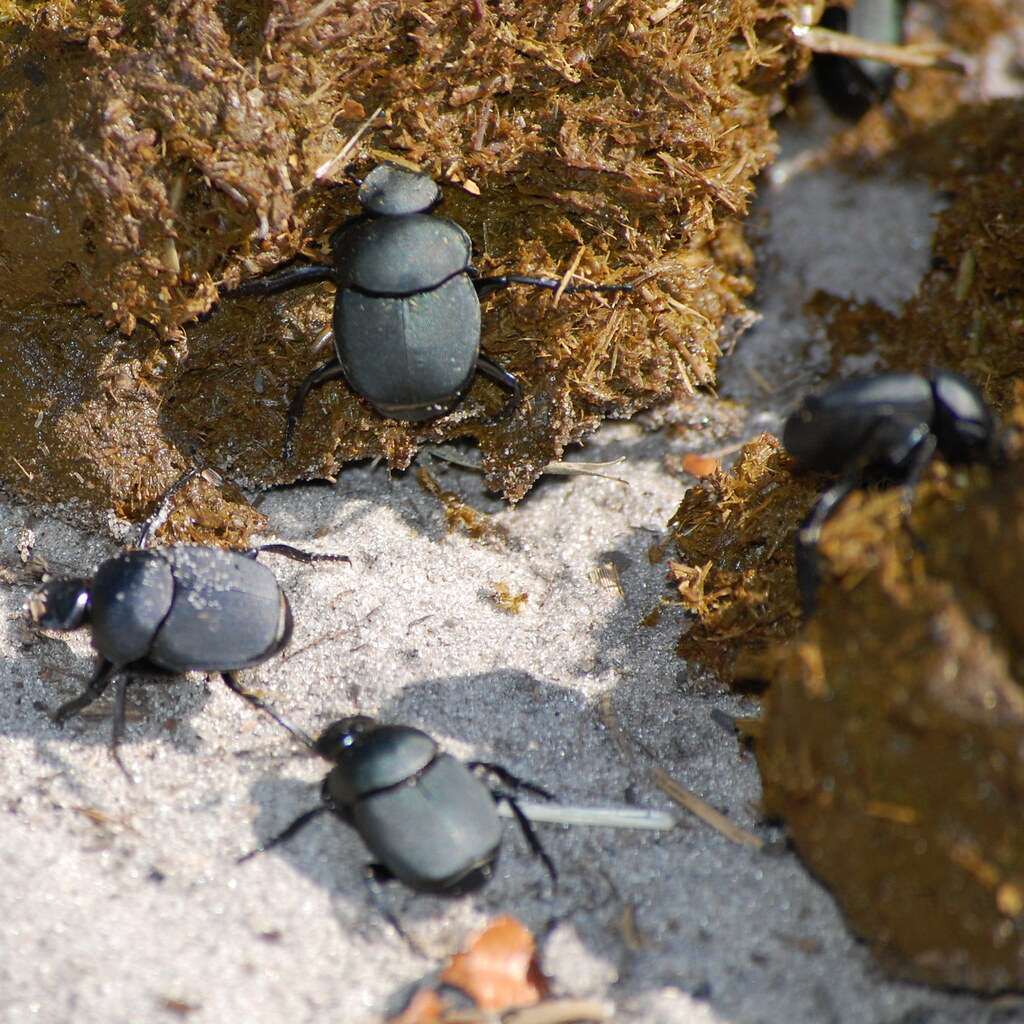 Photo of dung beetles