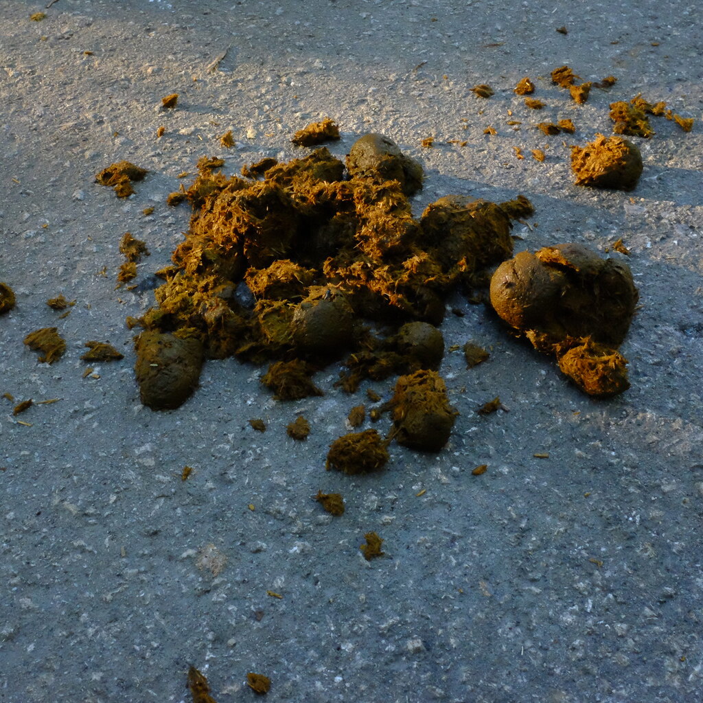 Photo of horse dung