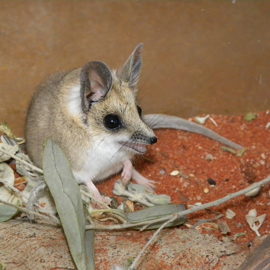 Photo of a dunnart