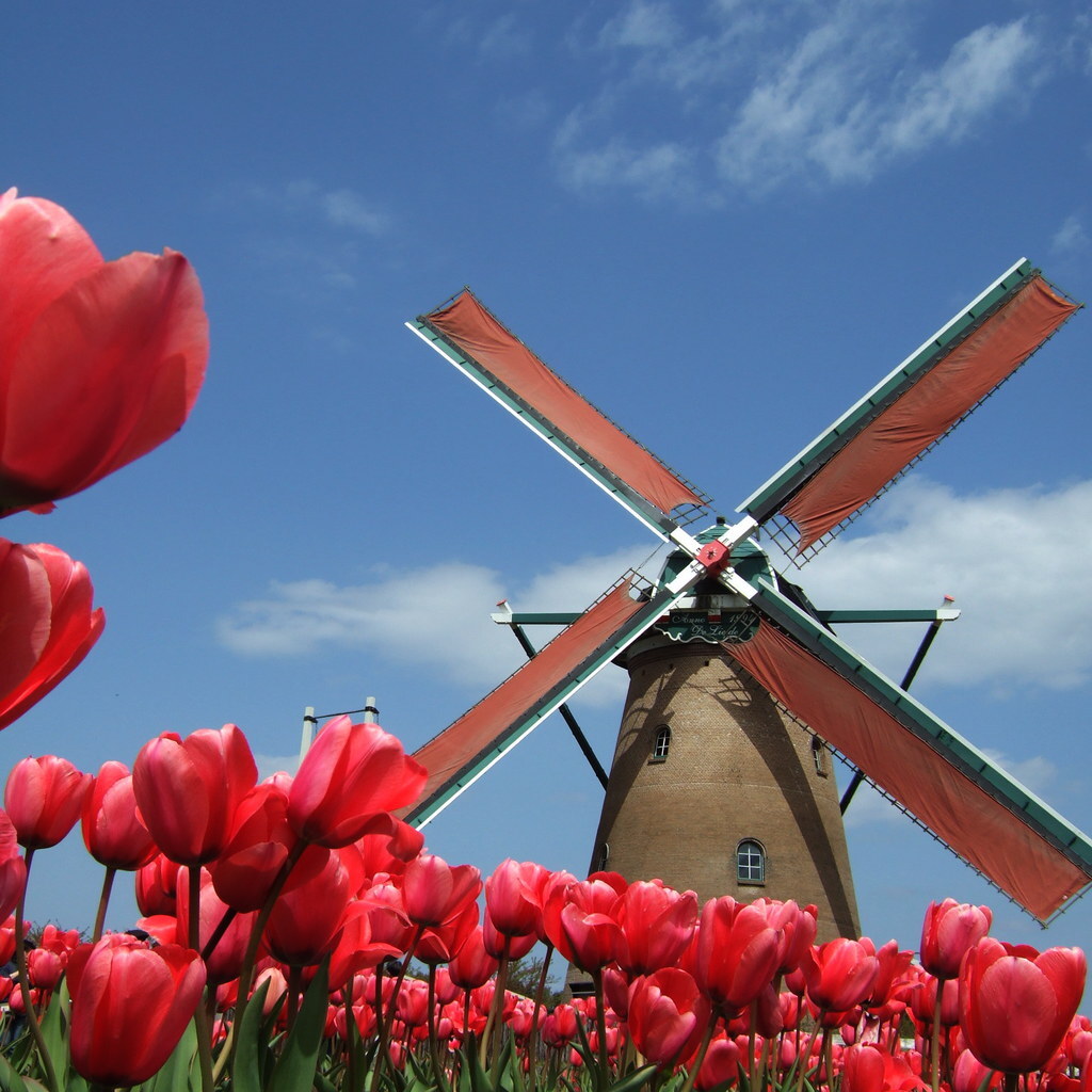 Photo of a windmill and tulips
