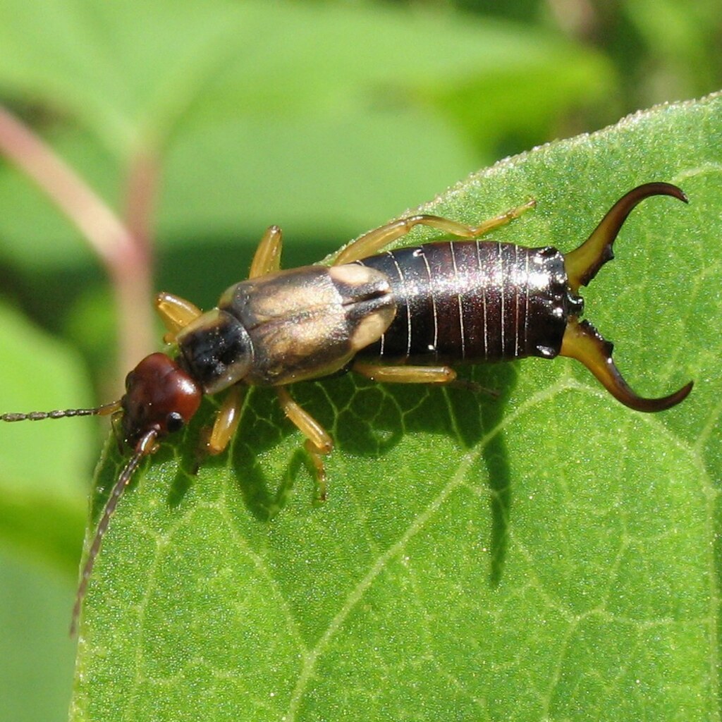 Photo of an earwig